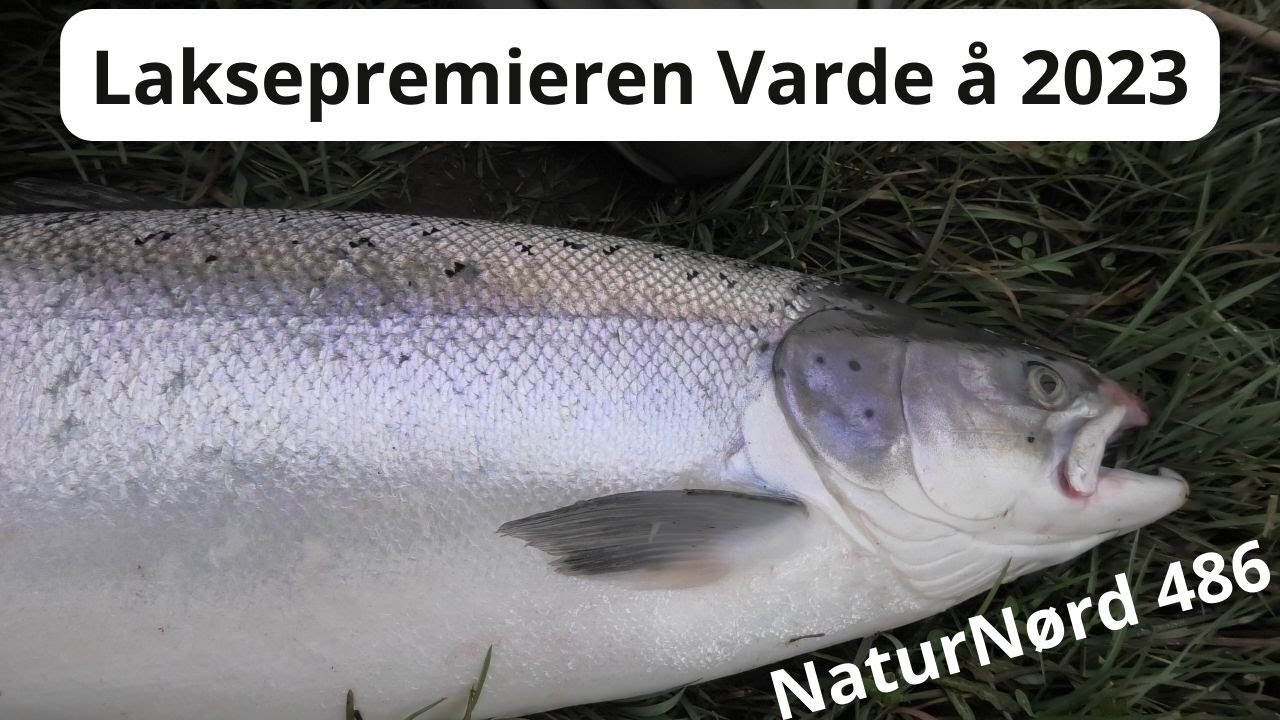LAKSE PREMIEREN VARDE Å 2023