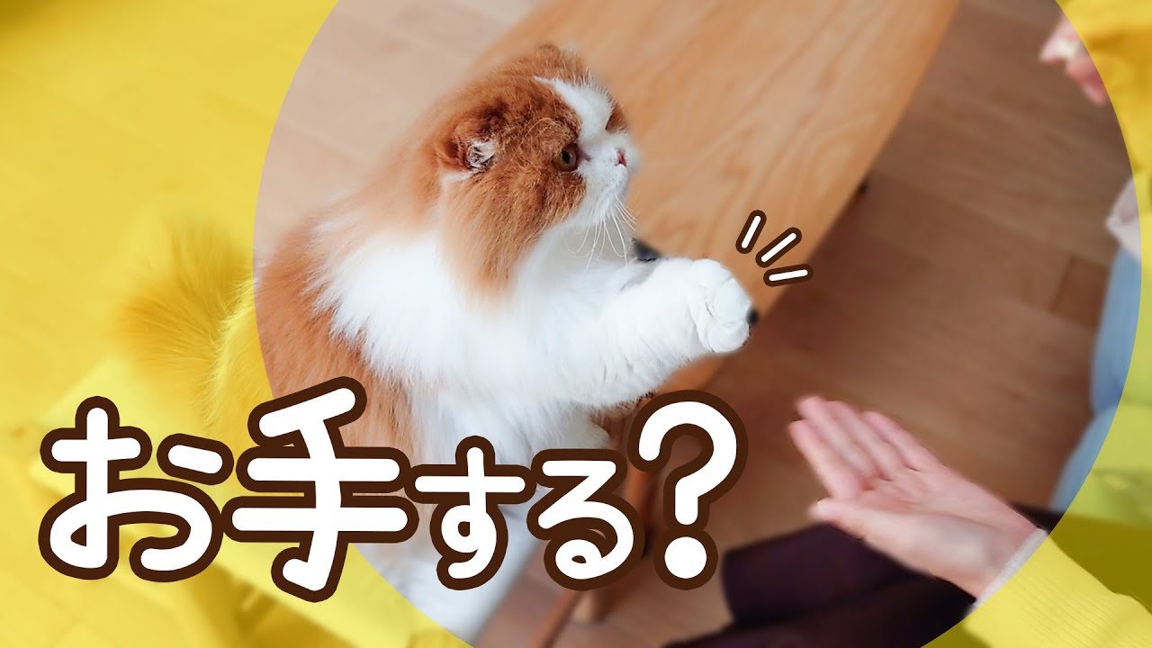 人懐っこさが異常な猫。お客さんのお手も対応できるのか？