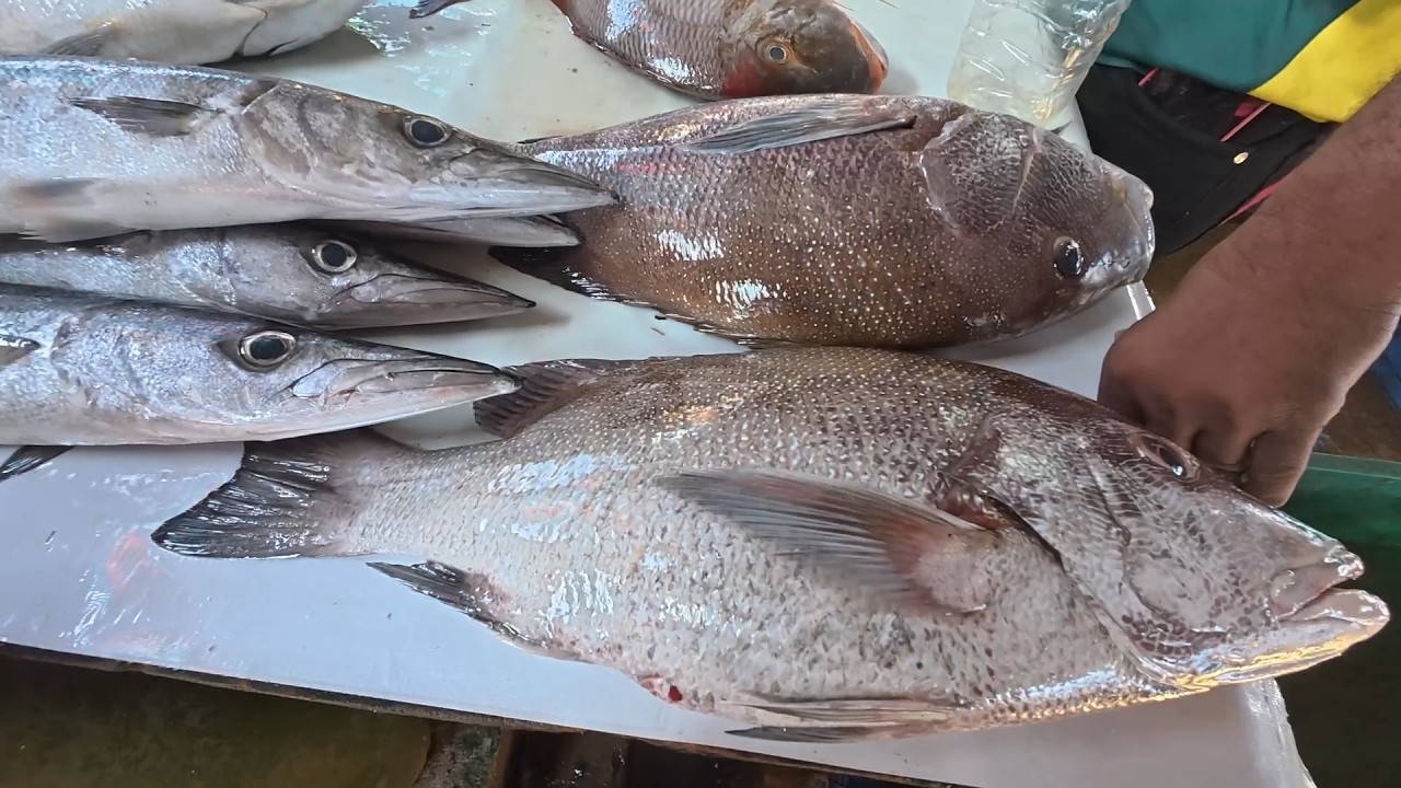 Piata de peste din Negombo (Sri Lanka)