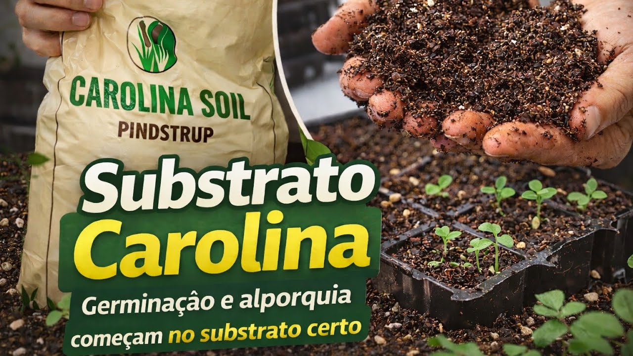 Substrato Carolina germina&ccedil;&atilde;o e alporquia come&ccedil;am no substrato certo.