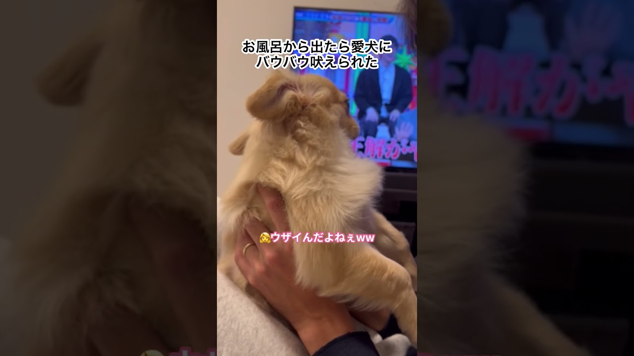 パパの話全く聞いてないww #チワペキ #犬 #わんこ #イッヌ #犬のいる暮らし #いぬのいる生活