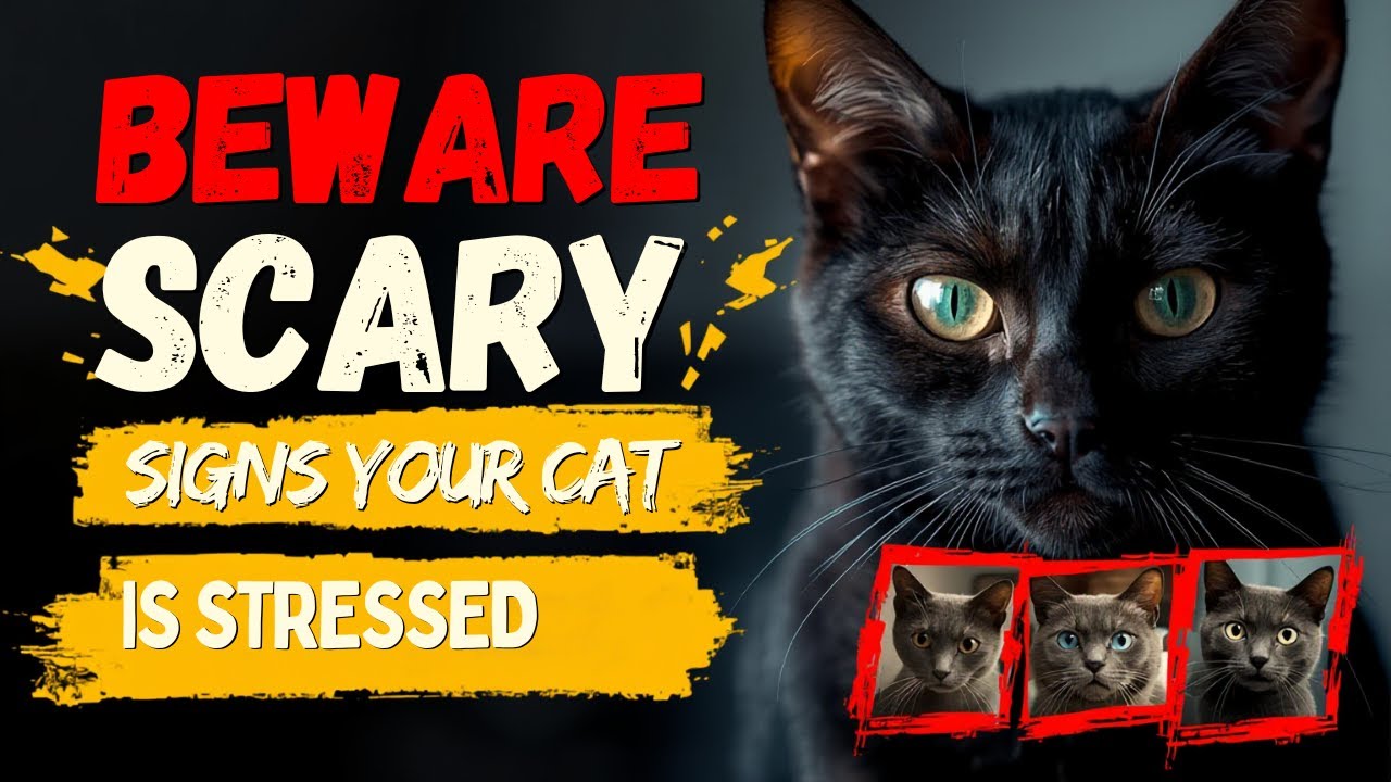 BEWARE! SCARY Signs Your Cat Is Stressed! #CatKudos #CatStress #CatCare