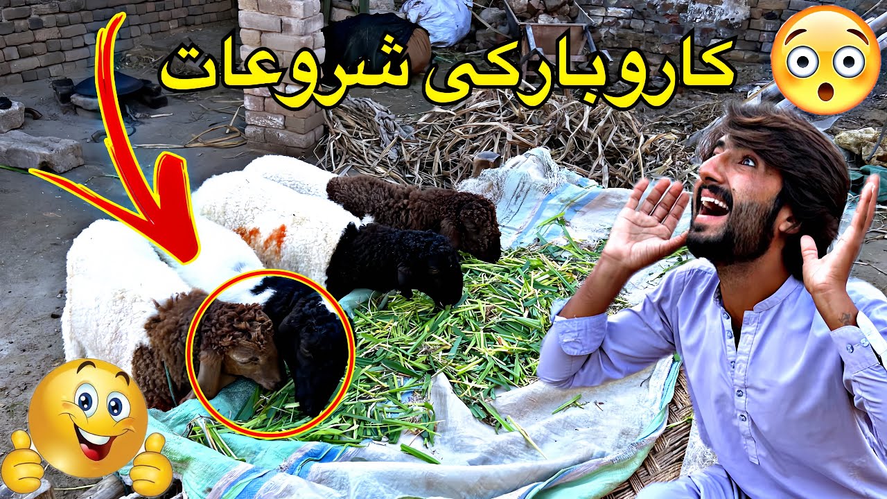 Mery karobar ka phla din 🐏🐏 al Hamdullah 💯🫶🏻👍/Macchi Ster ￼