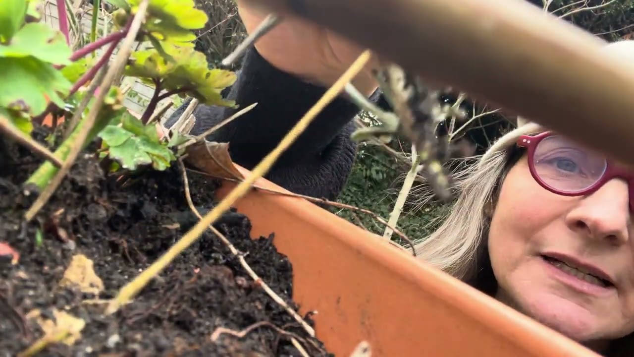 How to create lavender cuttings from a mature lavender plant