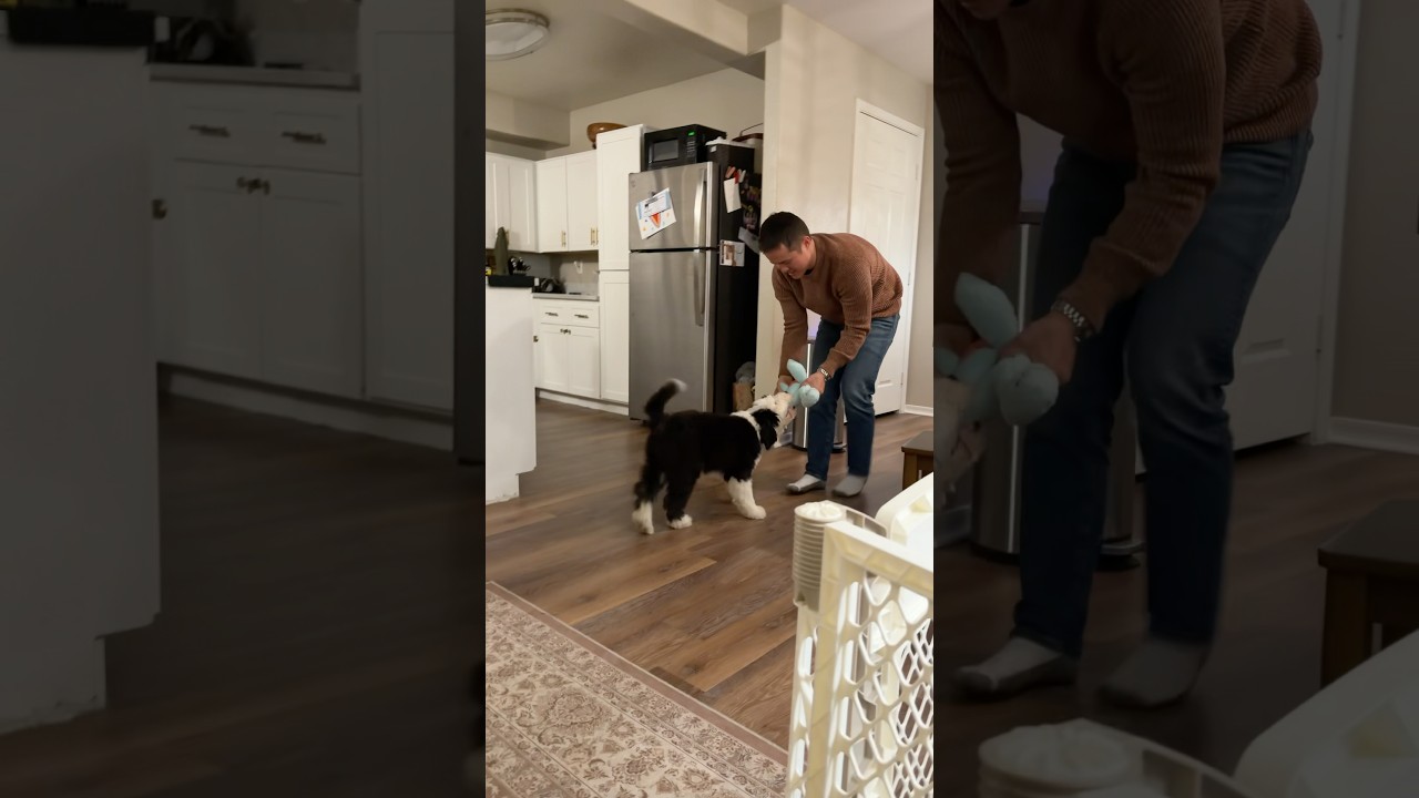 Our 11 week old Old English Sheepdog learning fetch