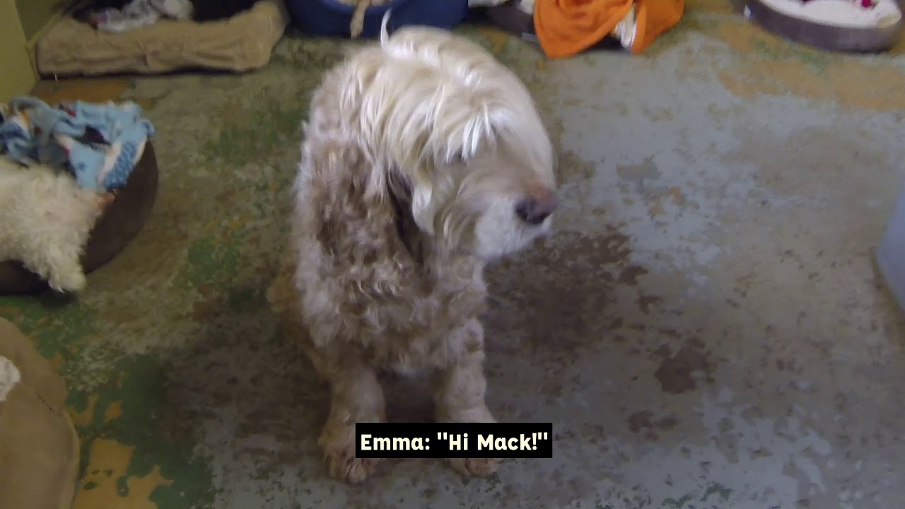 Meeting the Dogs From OFSDS!