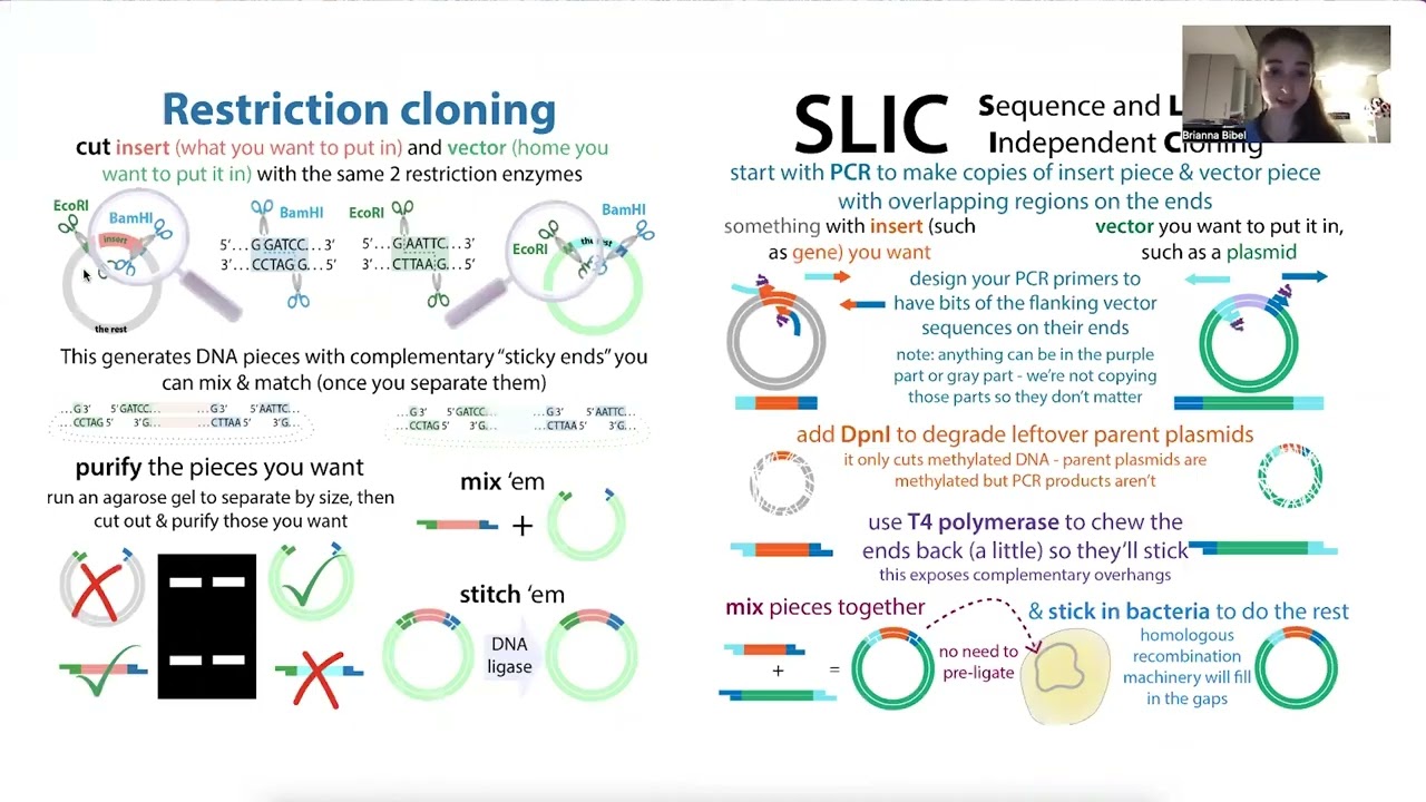 Choosing vector plasmids and subcloning