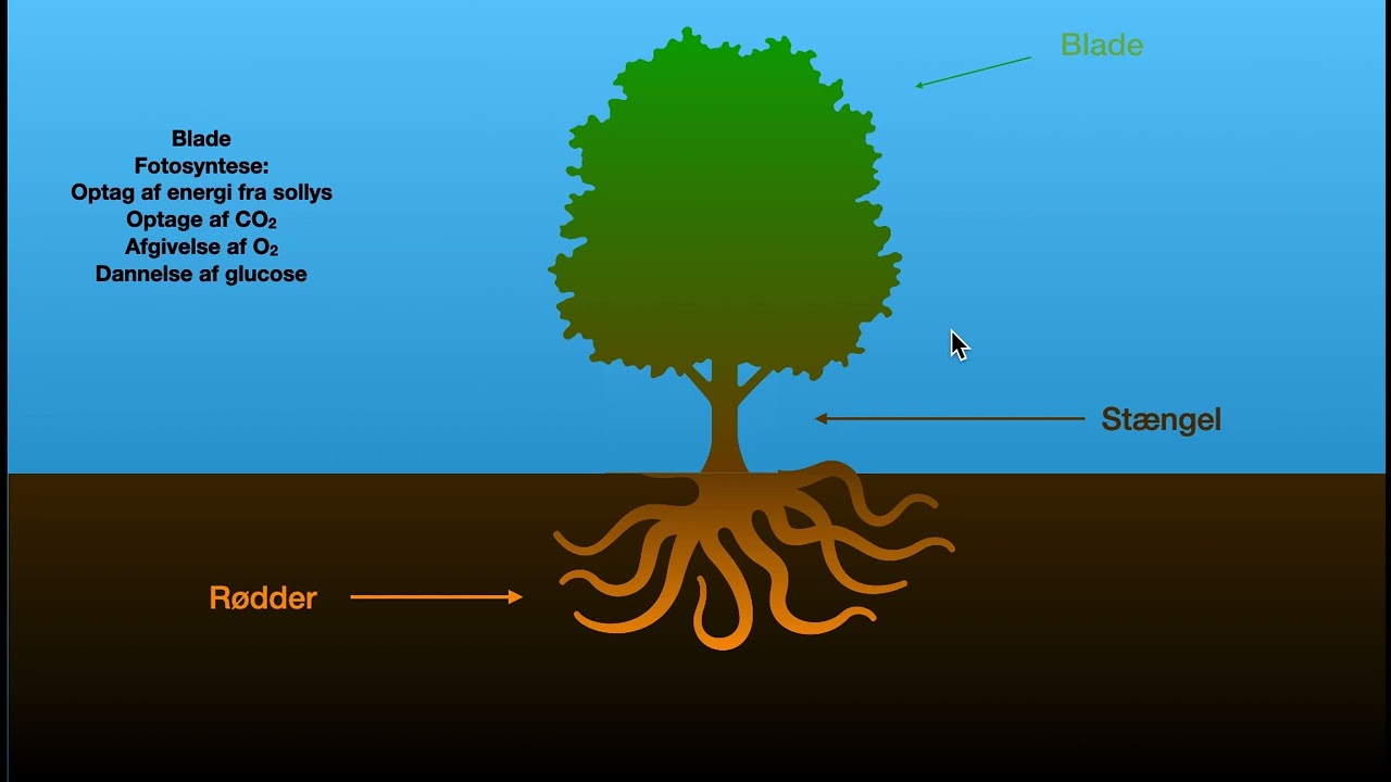 Bio - net - kort om planters opbygning