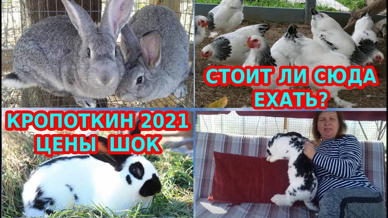Цены на Кубани круче чем в Сибири. Птичий рынок в Кропоткине. Ярмарка 26.09.2021