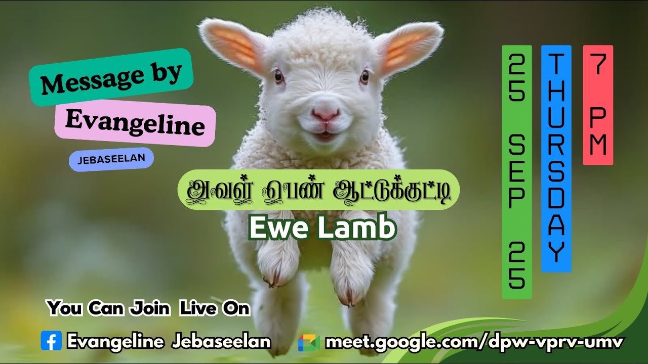 Ewe lamb