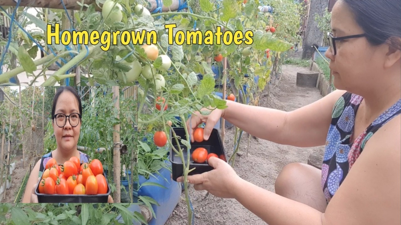 OUR HOMEGROWN TOMATOES | DAILY TASK OF FULLTIME MOM SIMPLE LIVING IN THE PROVINCE  