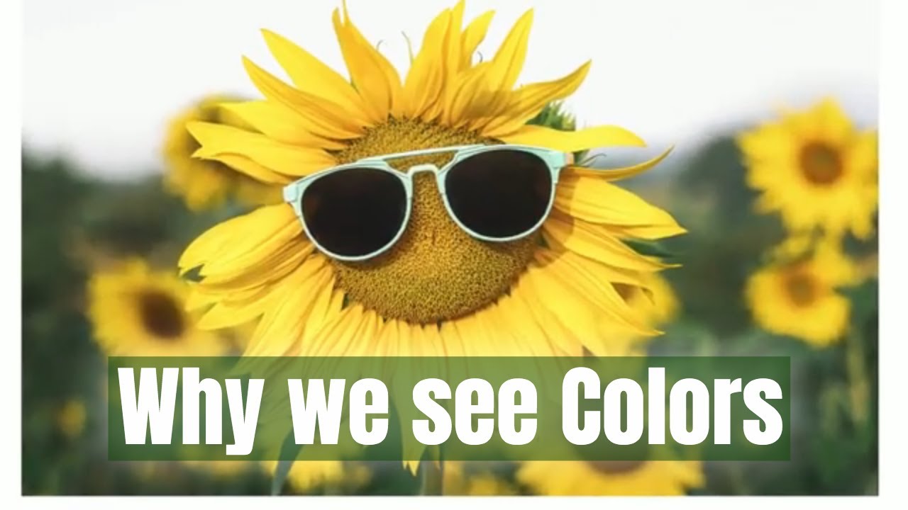 Light Properties:- Absorption - Why we see colors