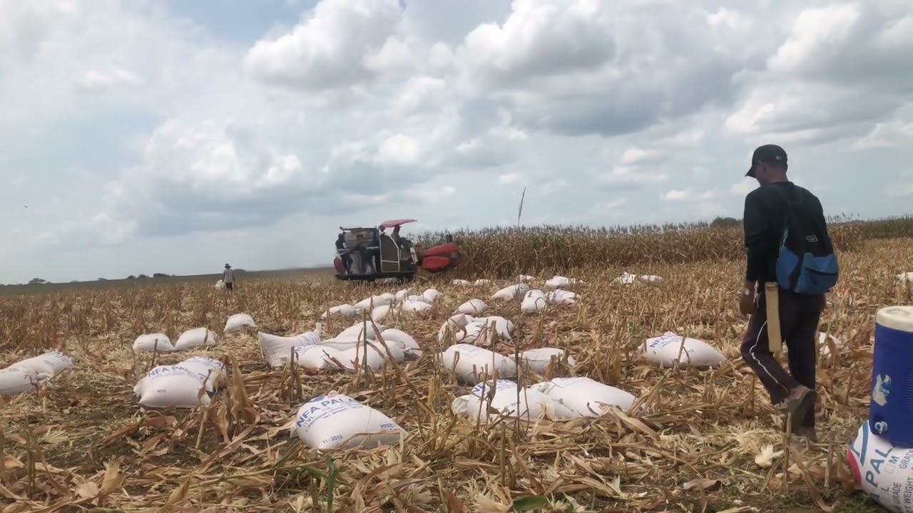 Corn harvest philippines(march 2023)