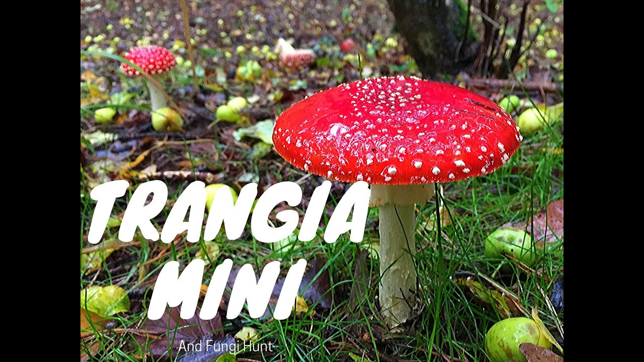 Trangia Mini and Fungi Hunt