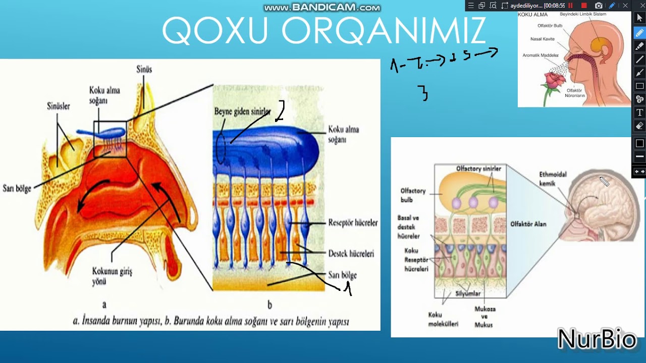 8-ci sinif - Qoxu və dad orqanlarımız - NurBio