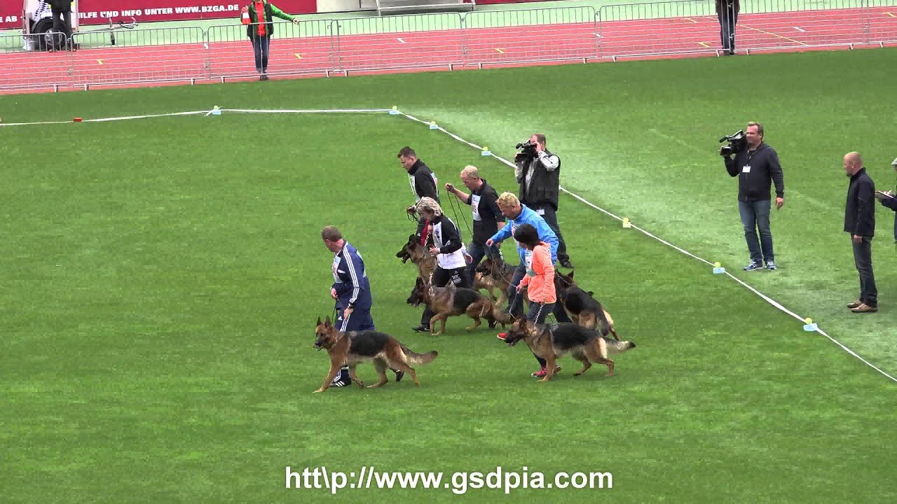 2015 SV-BSZS Gebrauchshundklasse Hündinnen