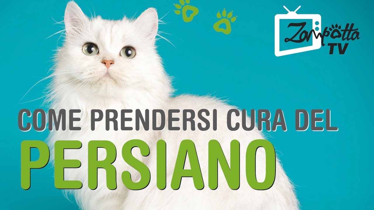 Il Gatto Persiano - storia e consigli per prendersene cura