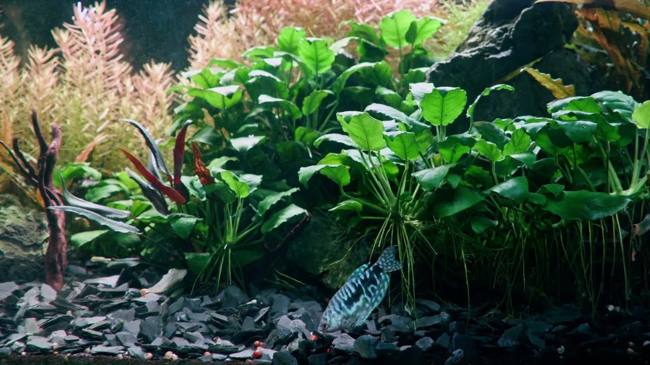 Relaxing Aquarium Fish in 4K 🐠 | Calming Music & Peaceful Underwater Scene | BMPCC 4K
