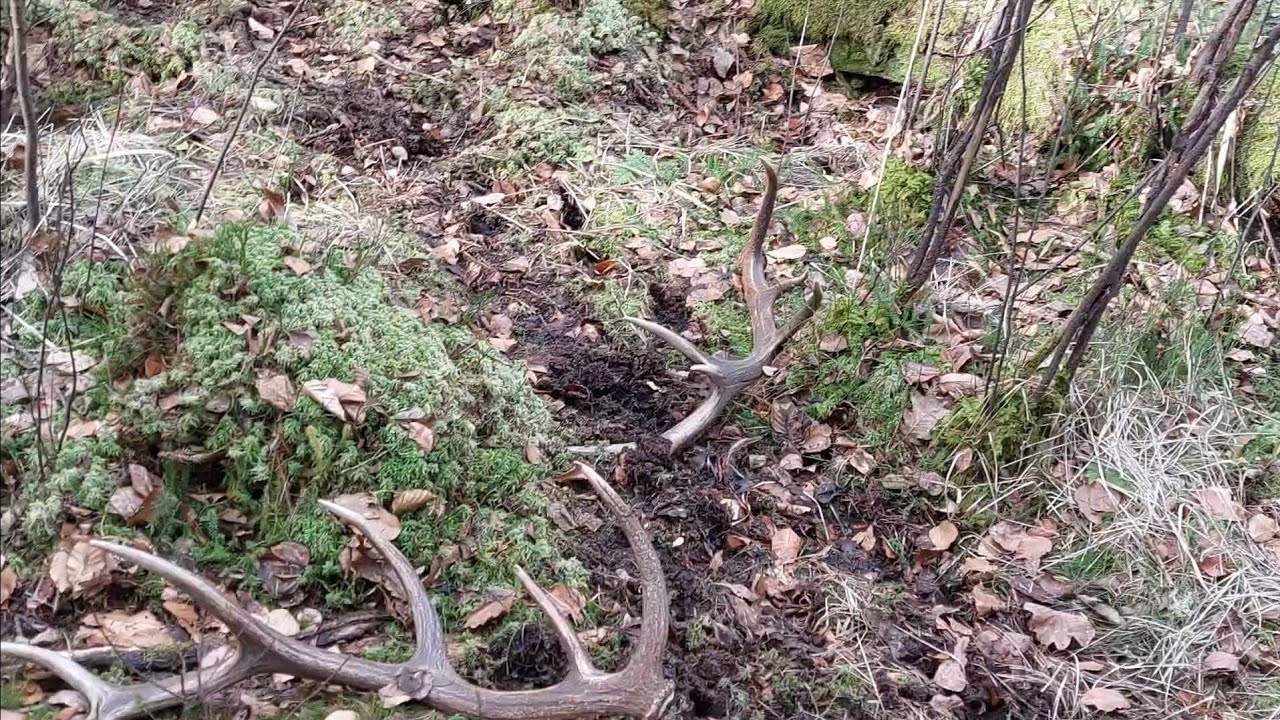Zrzuty Jeleni 2026 Para 14-staka nieregularnego  🦌🦌🦌🦌🦌