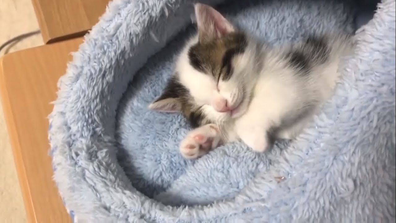 眠たいときの子猫の鳴き声がかわいい