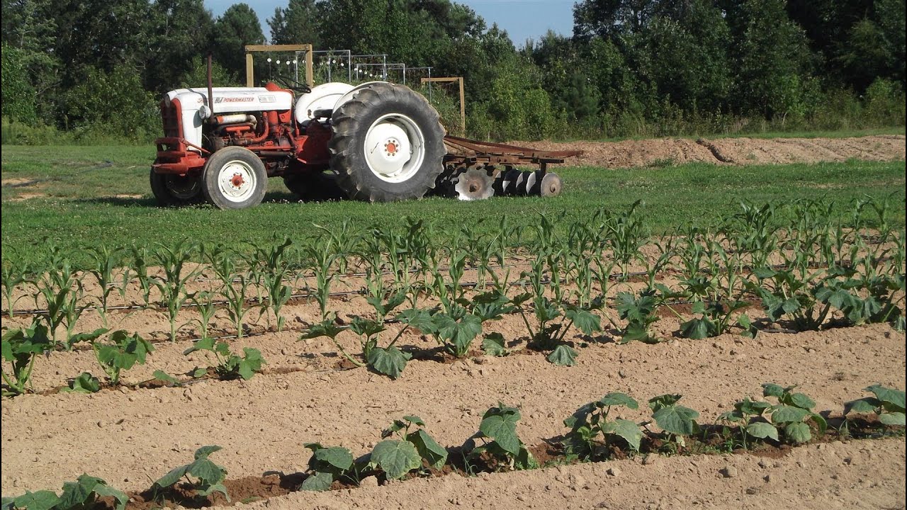 Planting a Late Summer Garden During a Drought