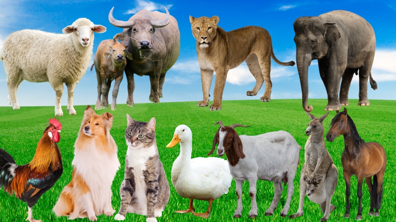 🎶Show Diễn Đồng Quê Siêu Vui Nhộn – Bò, Gà, Vịt, Chó, Mèo Cùng Nhảy Múa Giữa Cánh Đồng 🌾🐄🐔🦆