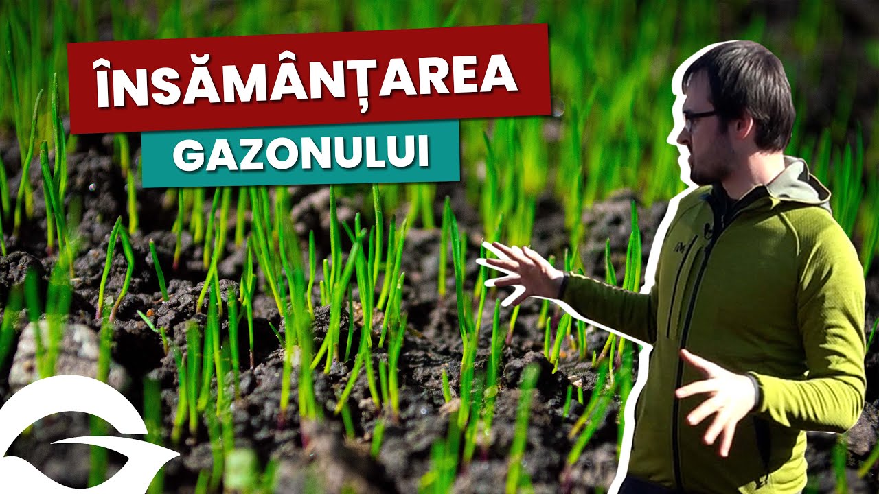 Cum am însămânțat gazonul? | Primăvara |
