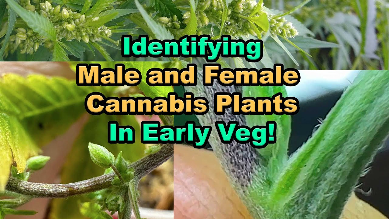 Growing Regular Seeds How To Identify a Male Or Female Cannabis Plant in Veg ( Before Flowering! )