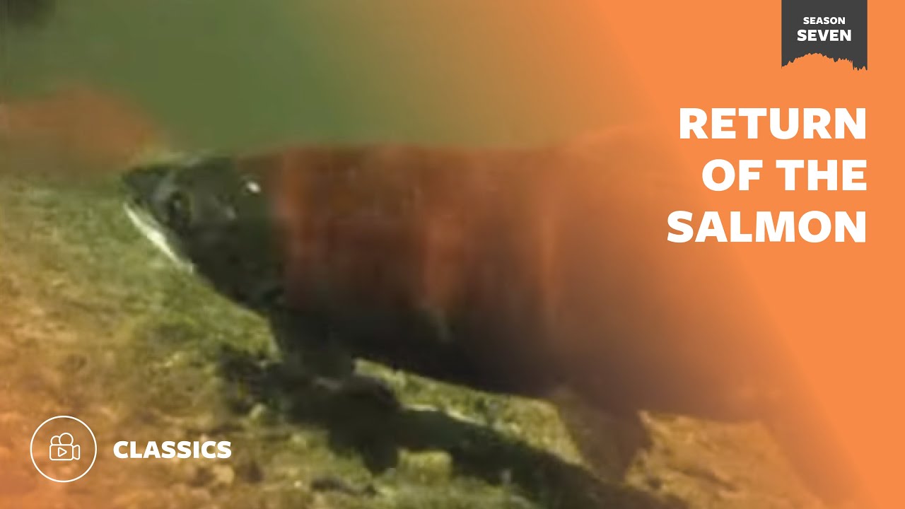 Return of the Salmon | Mutual of Omaha's Wild Kingdom
