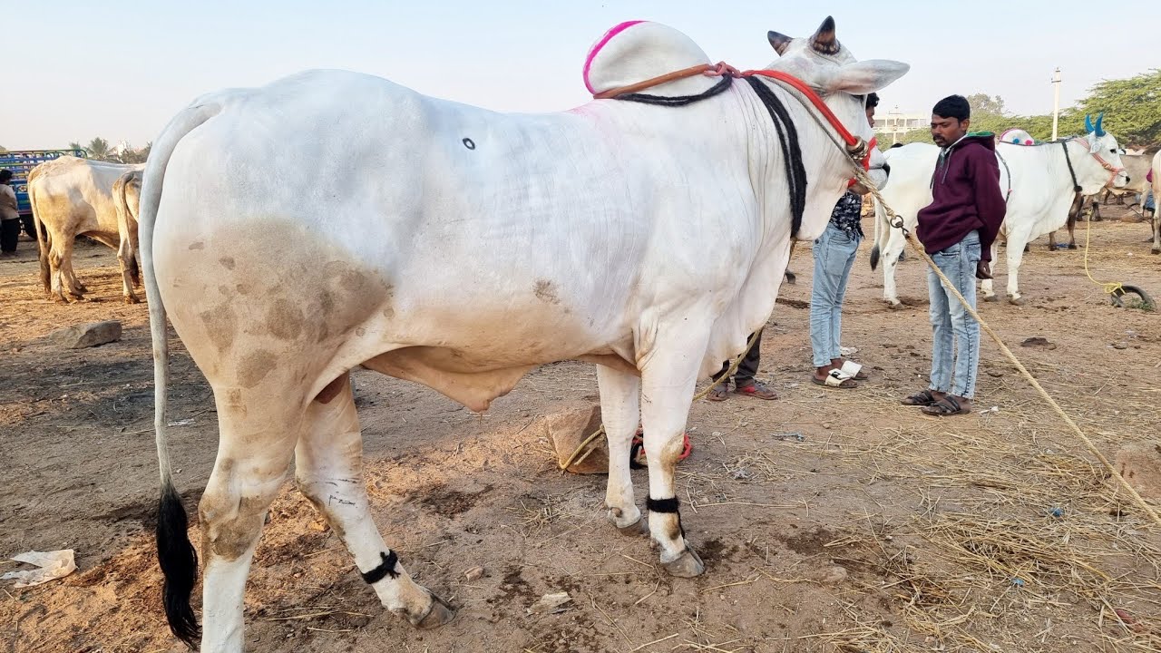 పెబ్బేరు సంతలో పెద్ద సైజు ఒంగోలు గిత్త రేటు-pebbair bull market-pebbair market-pebbair santa-oxen