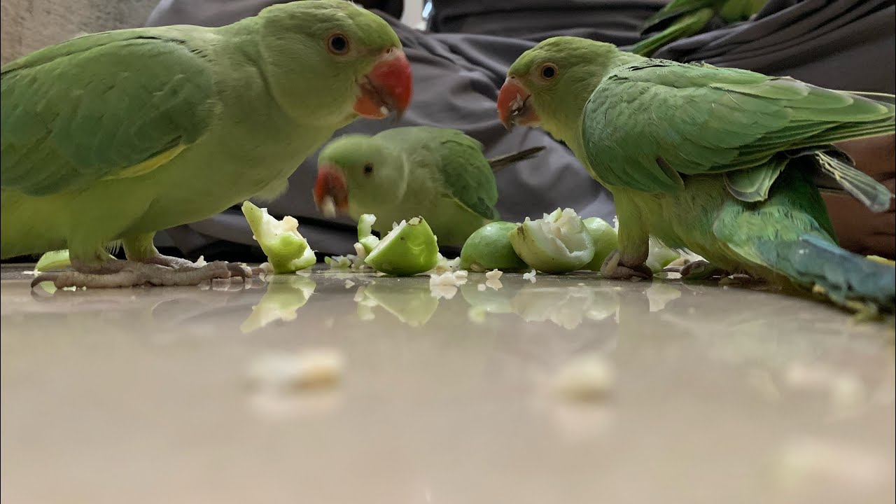 Breeding season is on MASHaAllah breeder pairs #handtame #talkingparrot #ringneckparrot #rawparrot 🥰