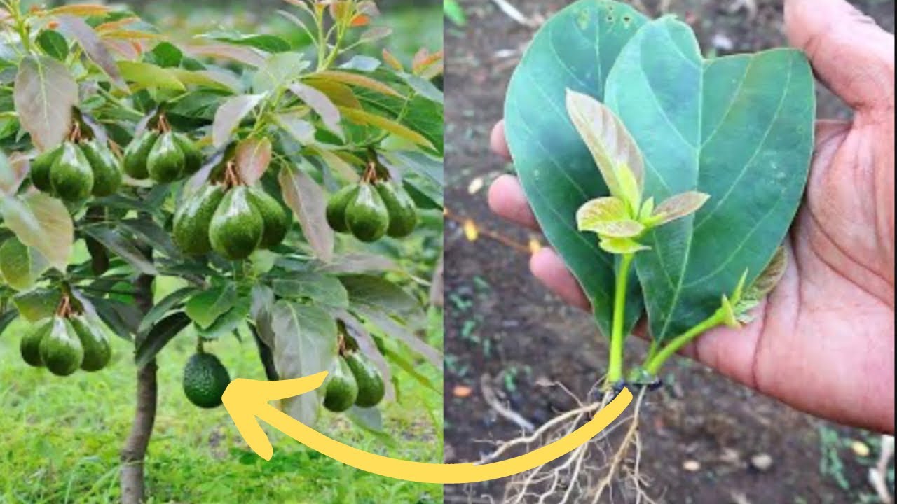 Ma Méthode Pour Multiplier Des Plants D’avocatiers À Partir Des Feuilles D’avocatier