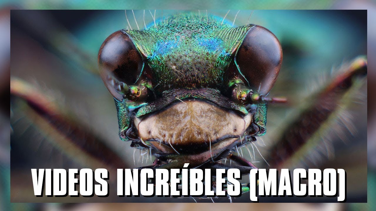 VIDEOS INCRE&Iacute;BLES - ANIMALES GRABADOS DE CERCA | Recopilaci&oacute;n 2019