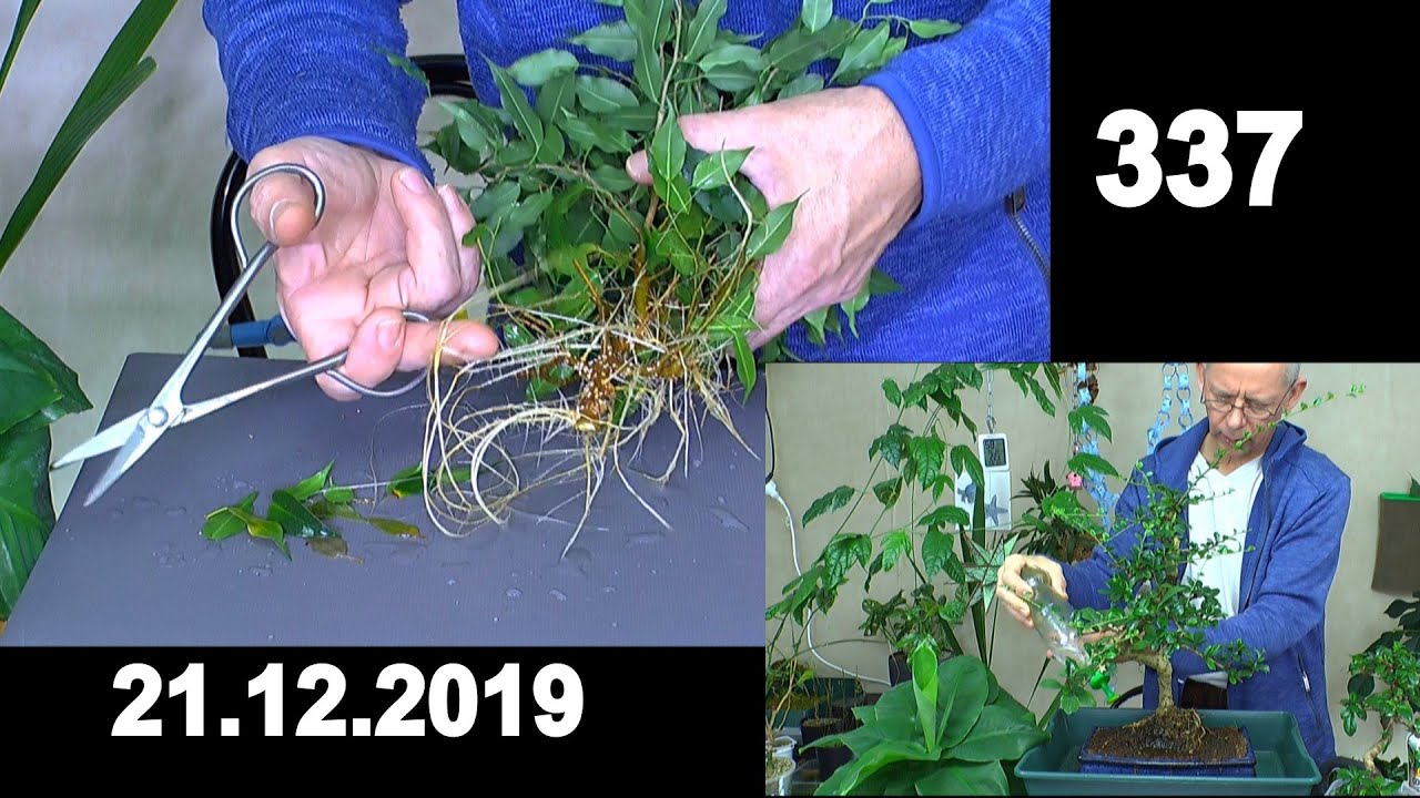 Indoorbonsai Ficus benjamina neues Projekt altes und Fukientee Entwicklung im mineralischen Substrat