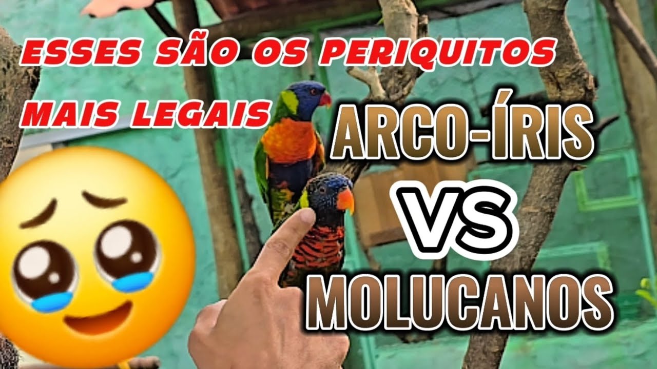 🌈 Loris Molucano ou Loris Arco-&Iacute;ris? Voc&ecirc; sabe diferenciar essas duas esp&eacute;cies incr&iacute;veis?