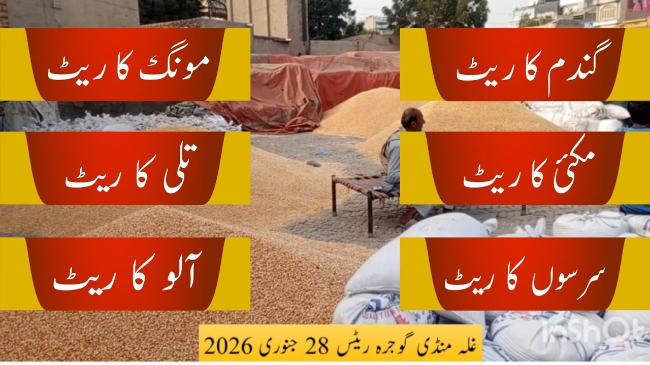 Gojra Anaj Mandi Aaj Ki Rates – Gojra Grain Prices Today