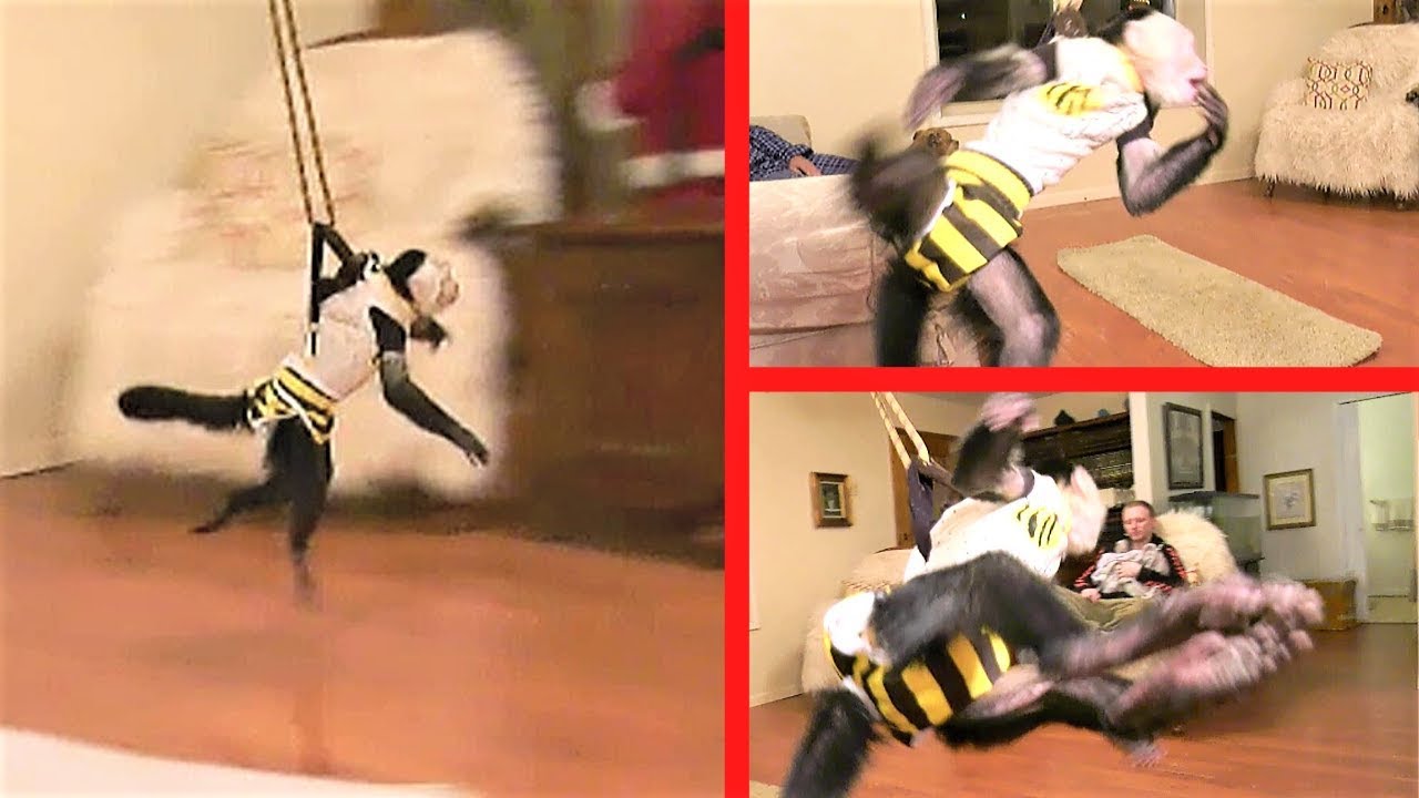 Pet Monkey SWINGS in the New Year!