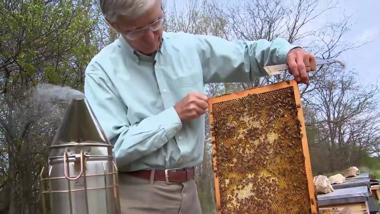 Queen of the Sun: What Are the Bees Telling Us? (2010) - Official Trailer [HD]