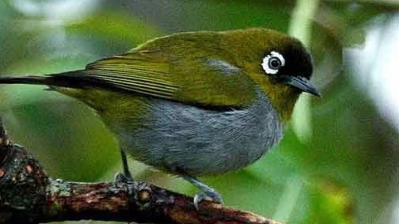 Burung Pleci Black Capped || Dan Cara Merawatnya Simak Videonya ||