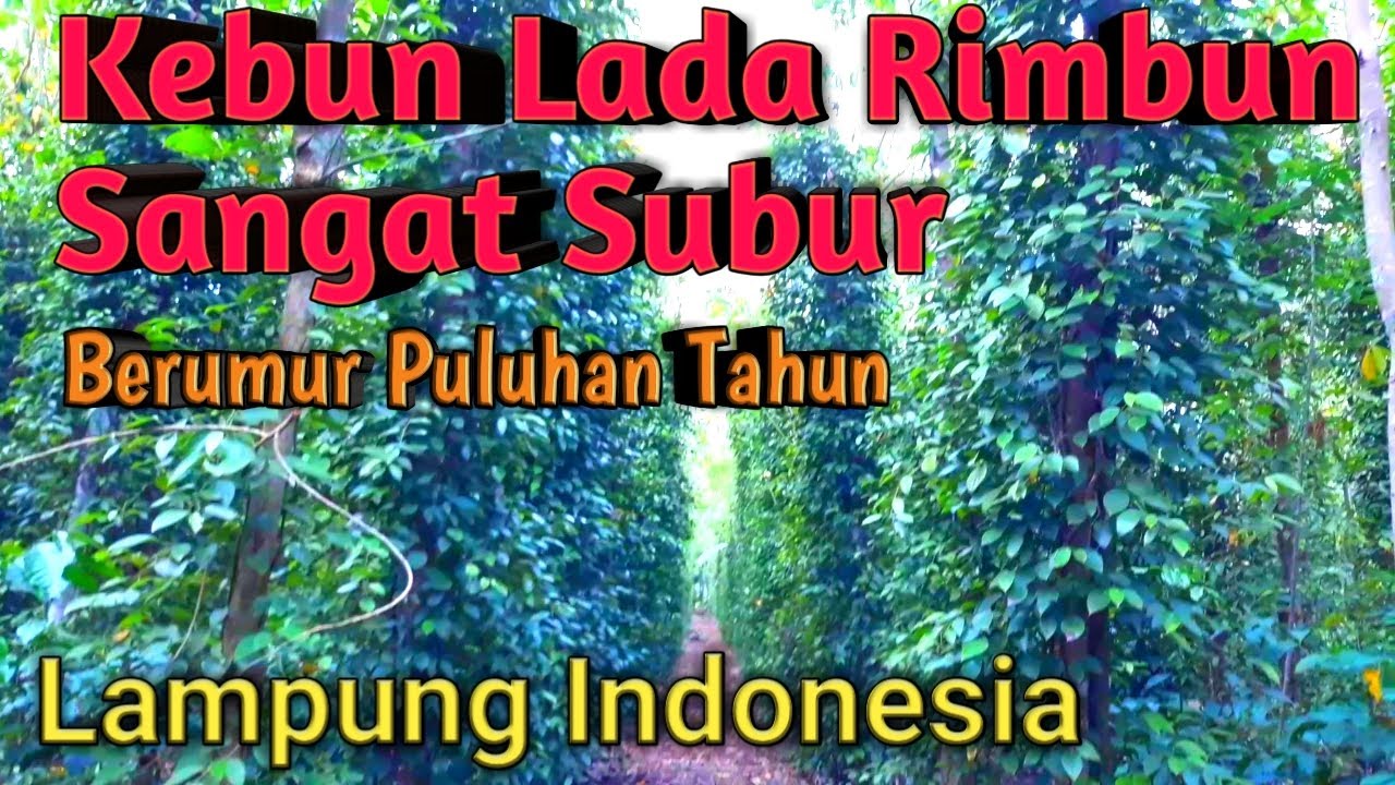 Kebun Lada Sangat Subur, Lampung Indonesia || @olaona​