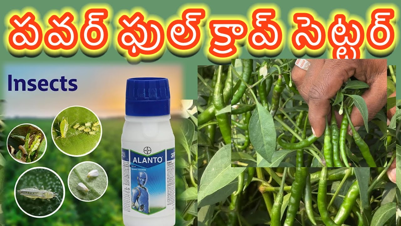 #మిరపలో #టాప్ #cropsetter #క్రాపశెట్టింగ్ #alanto #అలాంటో #bayer #7093798517 #bhairavab9 