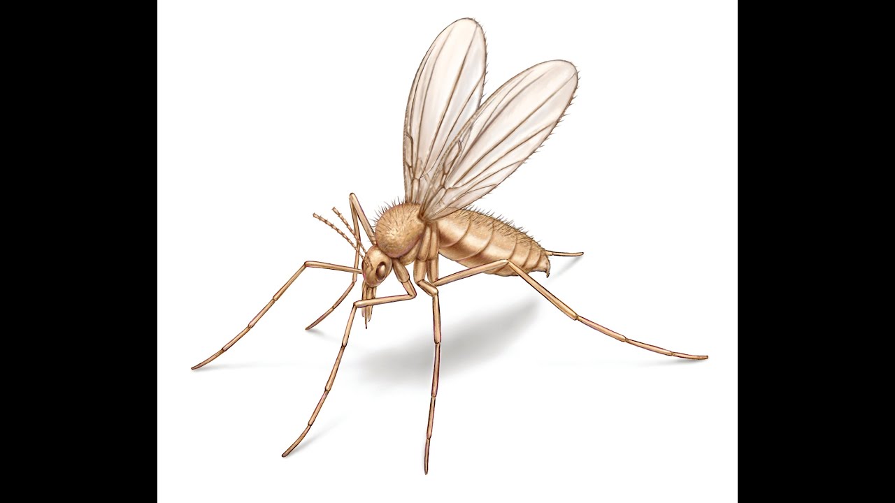 Sand flies