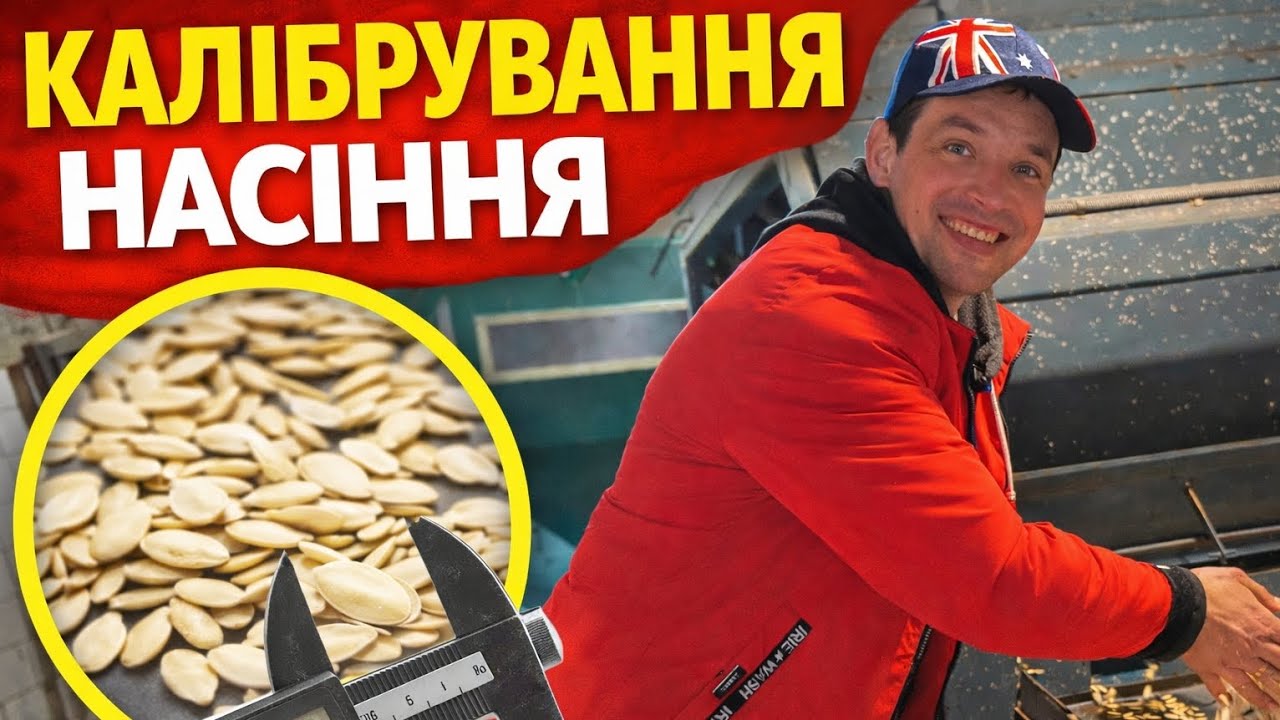 Підготовка гарбузового насіння до посіву🎃