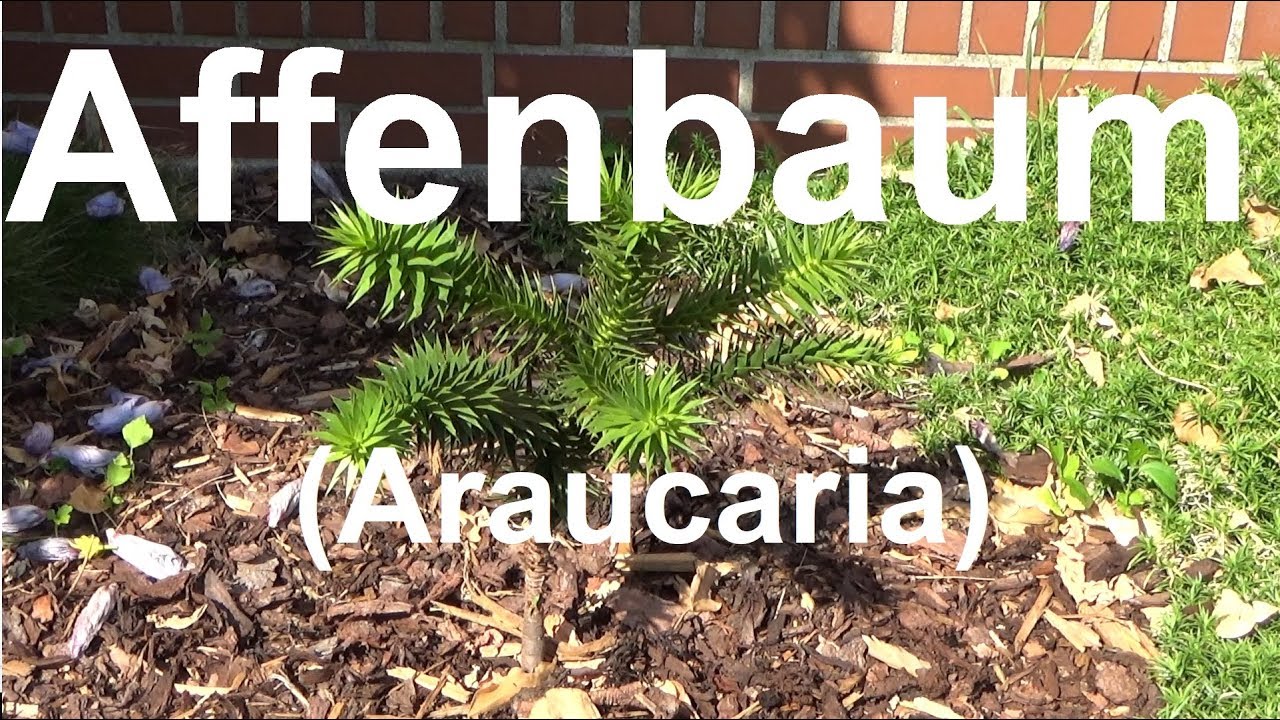 Affenbaum pflege gie&szlig;en Standort d&uuml;ngen vermehren &uuml;berwintern schneiden Affenbaum Araucana Araucaria