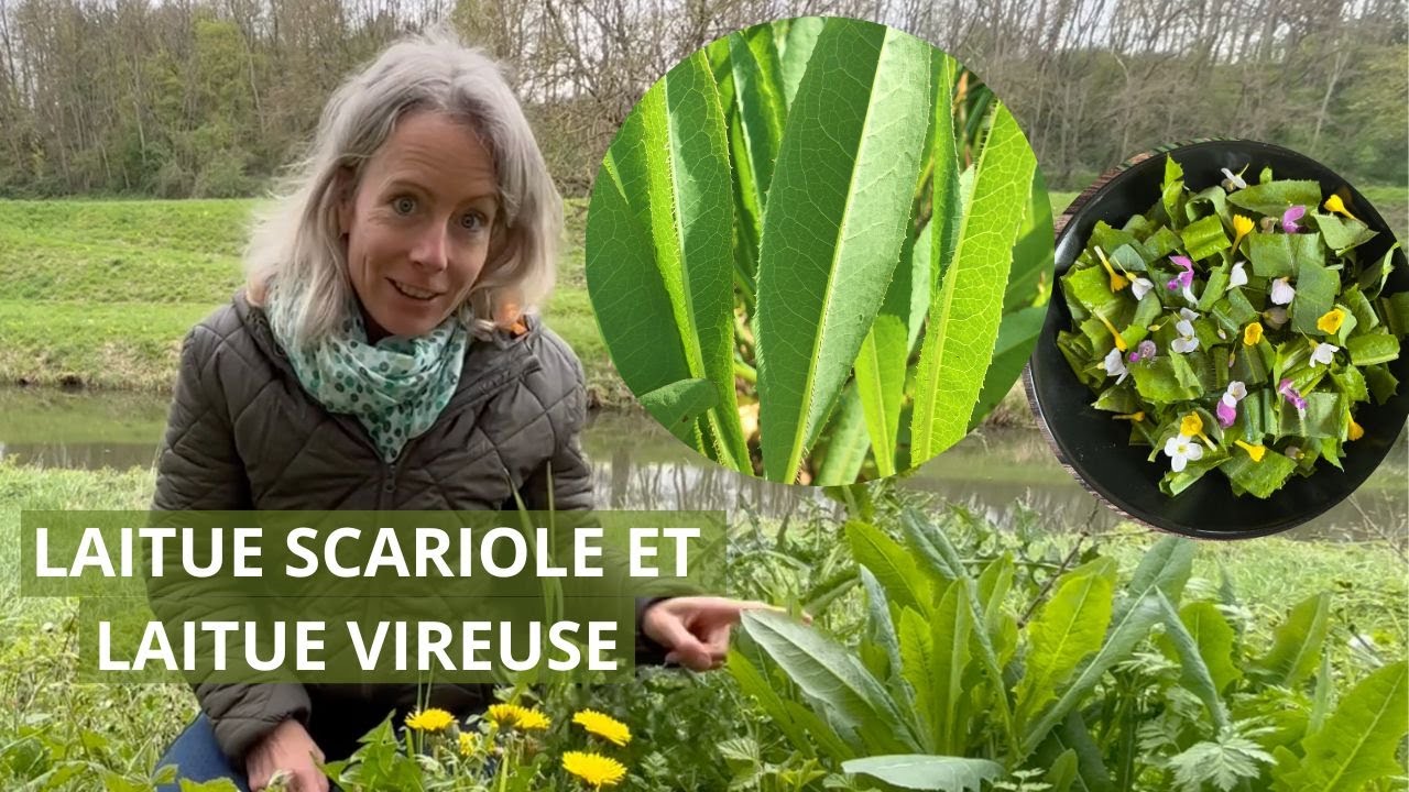 Laitue scariole et laitue vireuse - nos 2 laitues sauvages