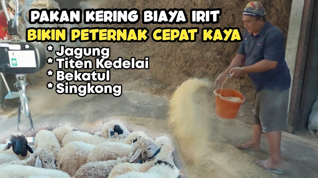 PAKAN KERING ‼️ TERNAK DOMBA BIAYA MURAH HASIL MAKSIMAL UNTUK BREEDING DAN FATTENING #domba