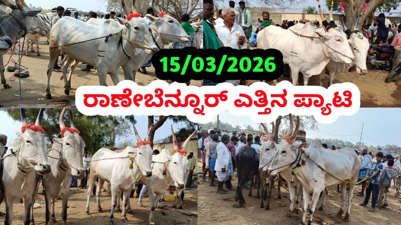 ರಾಣೇಬೆನ್ನೂರ್ ಎತ್ತಿನ ಪ್ಯಾಟಿ || Ranebennuru Bulls Market || ಪ್ರತಿ ಭಾನುವಾರ ಬೆಳಿಗ್ಗೆ || #cattlemarket 