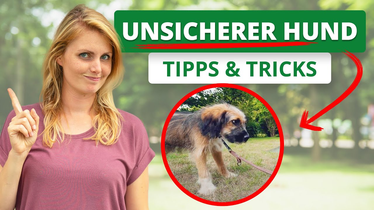 UNSICHEREN Hund zu mehr SELBSTVERTRAUEN führen | Tipps & Tricks