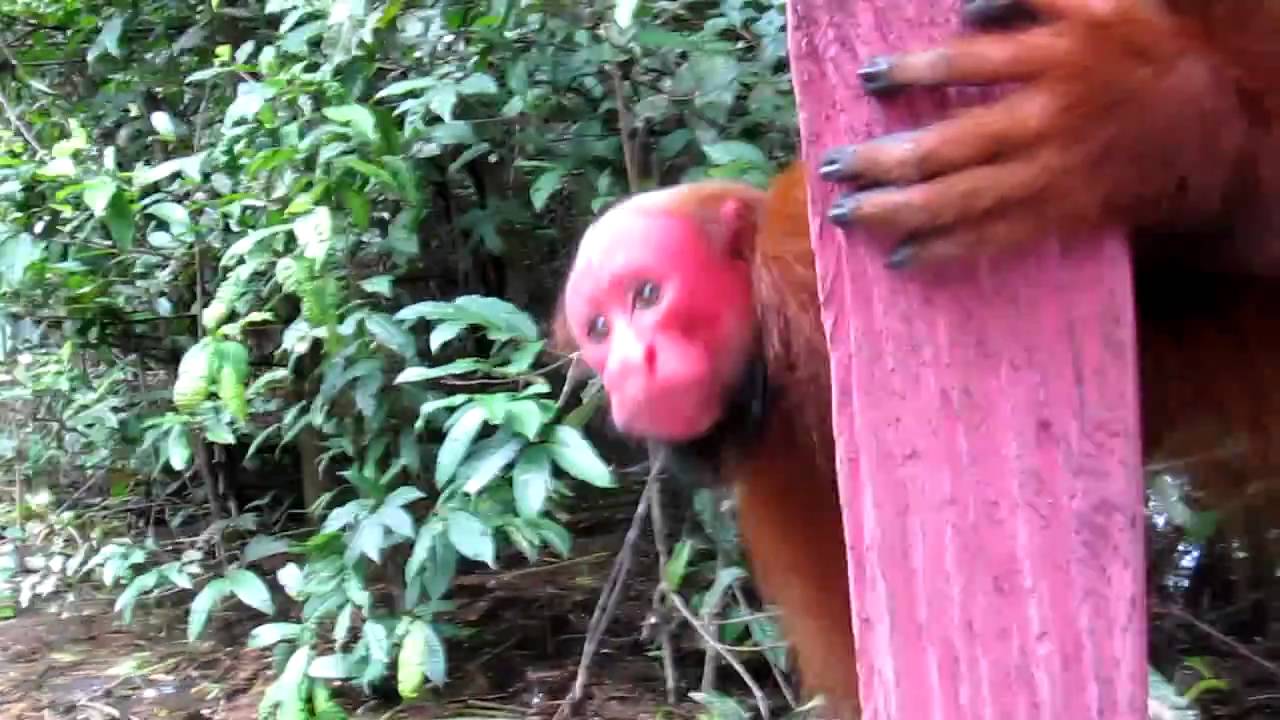 Bald Uakari (red faced monkey)