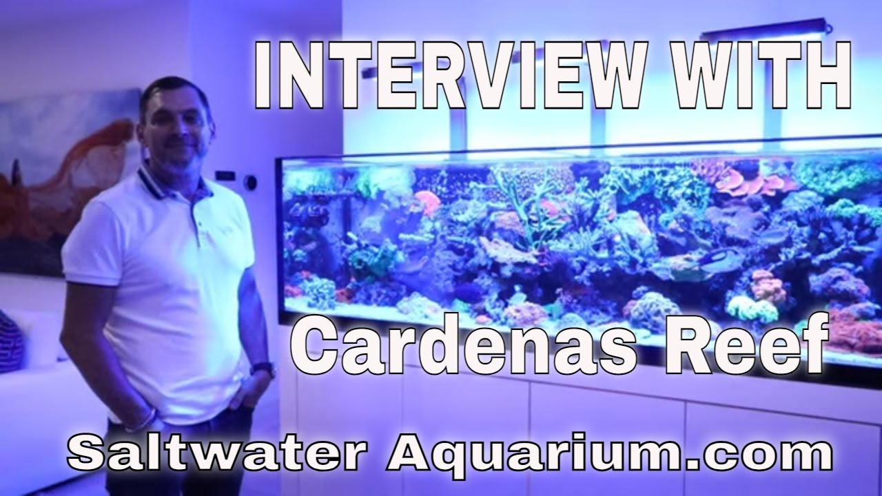 Visiting a Saltwater Tank
